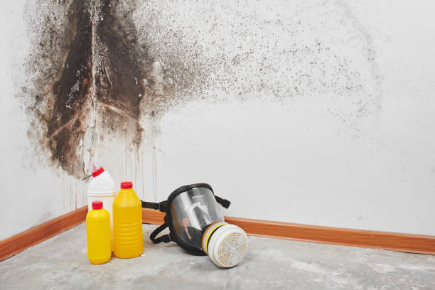 Why You Should Choose Our Mold Remediation Services in East Richmond Heights, CA